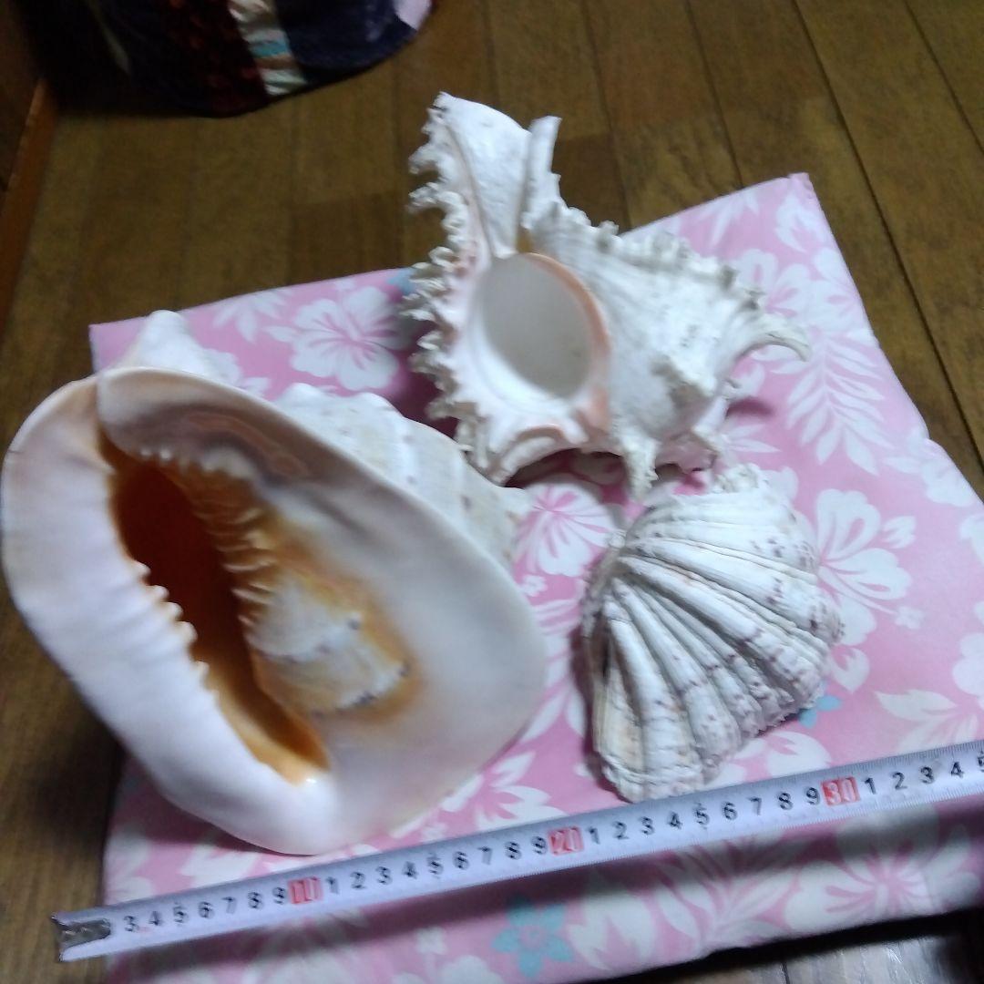 .大きな貝殻　海　置物　飾り