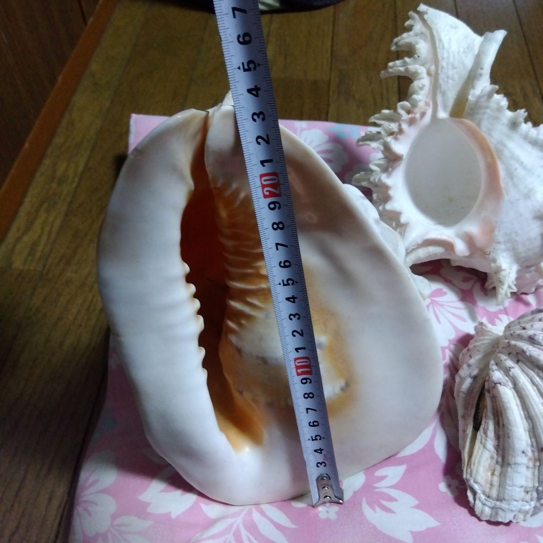 .大きな貝殻　海　置物　飾り