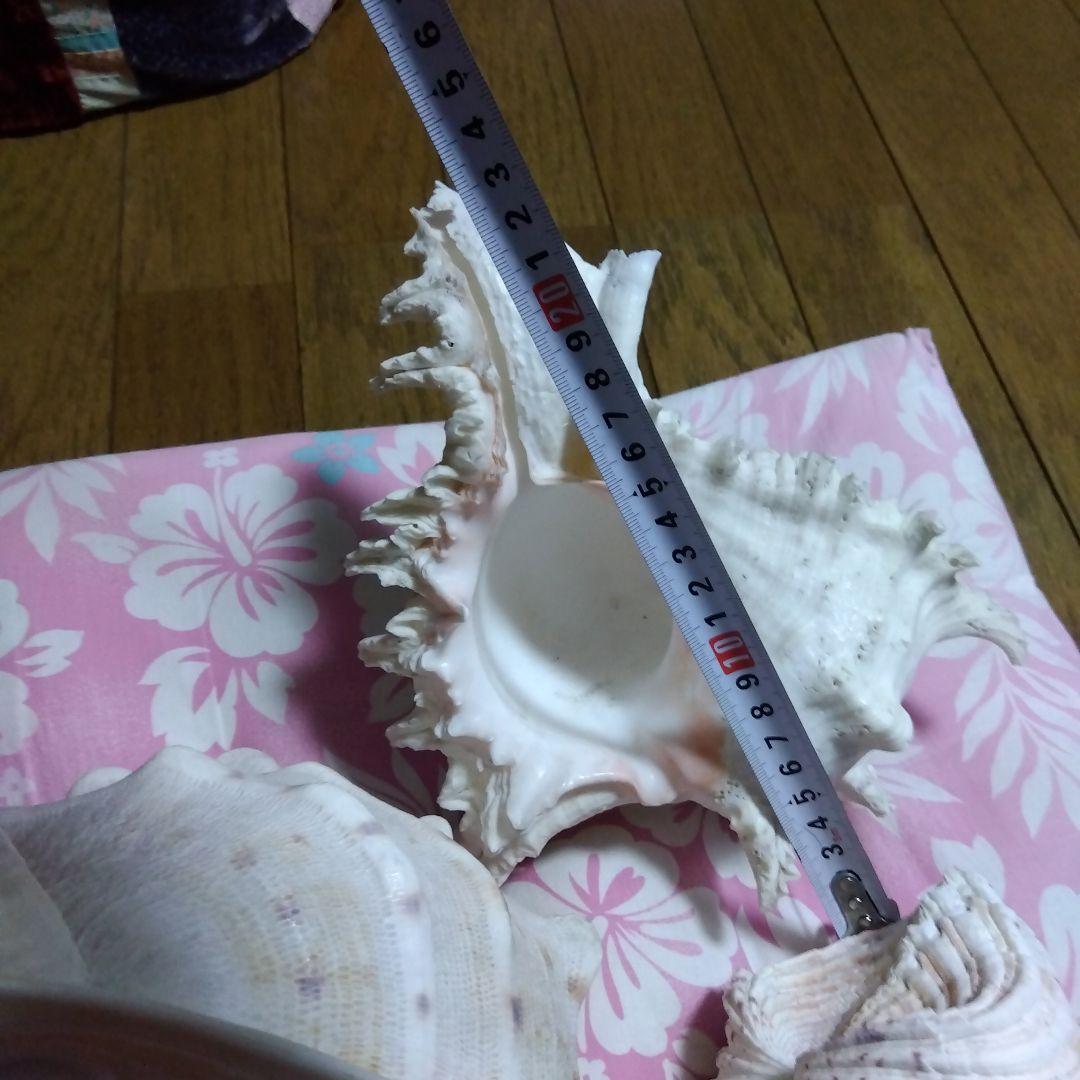 .大きな貝殻　海　置物　飾り