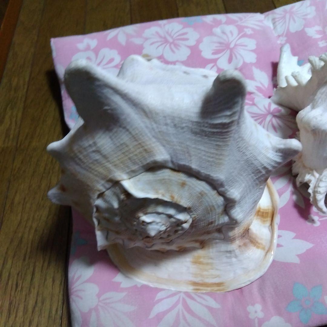 .大きな貝殻　海　置物　飾り