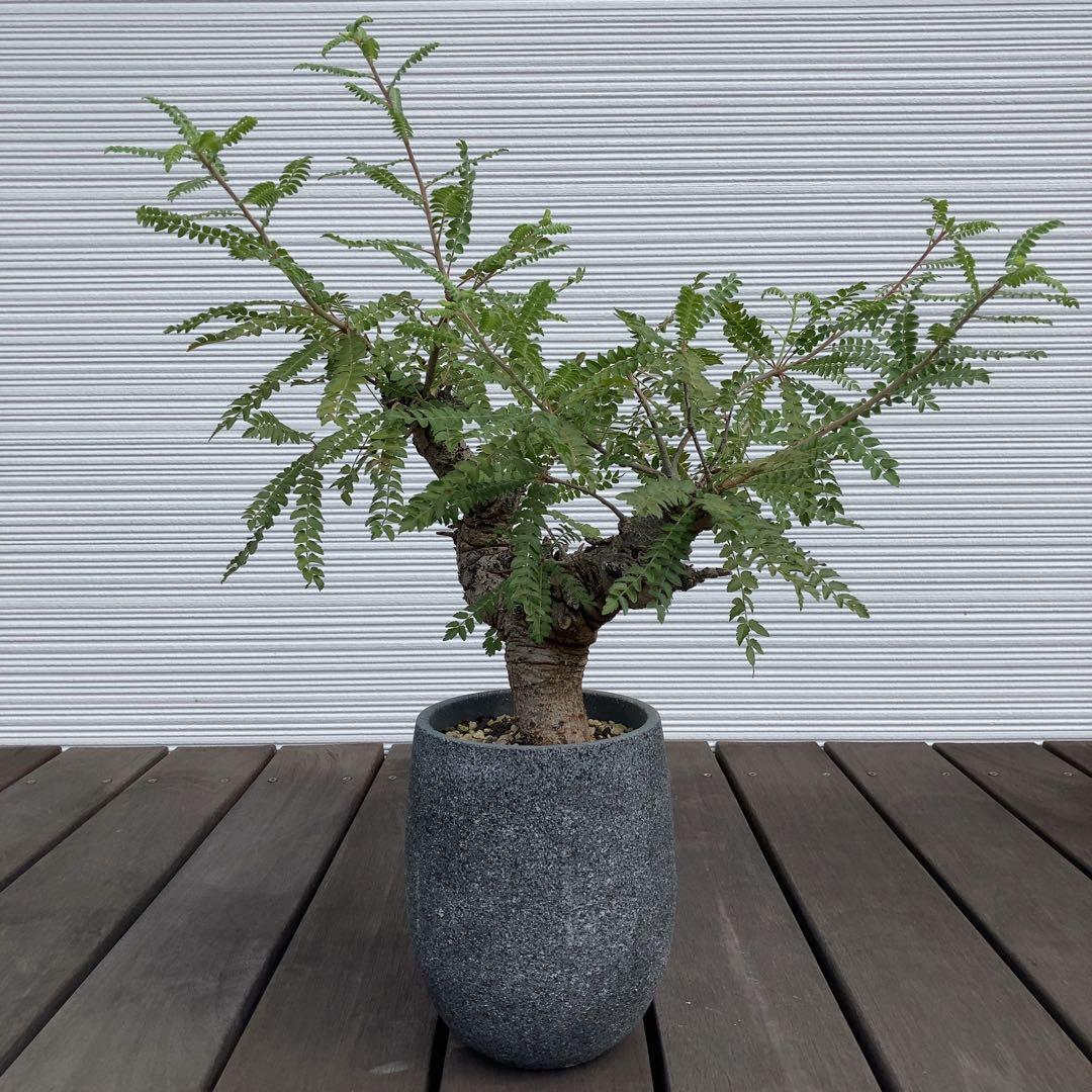 特大　ボスウェリアネグレクタ　現地球