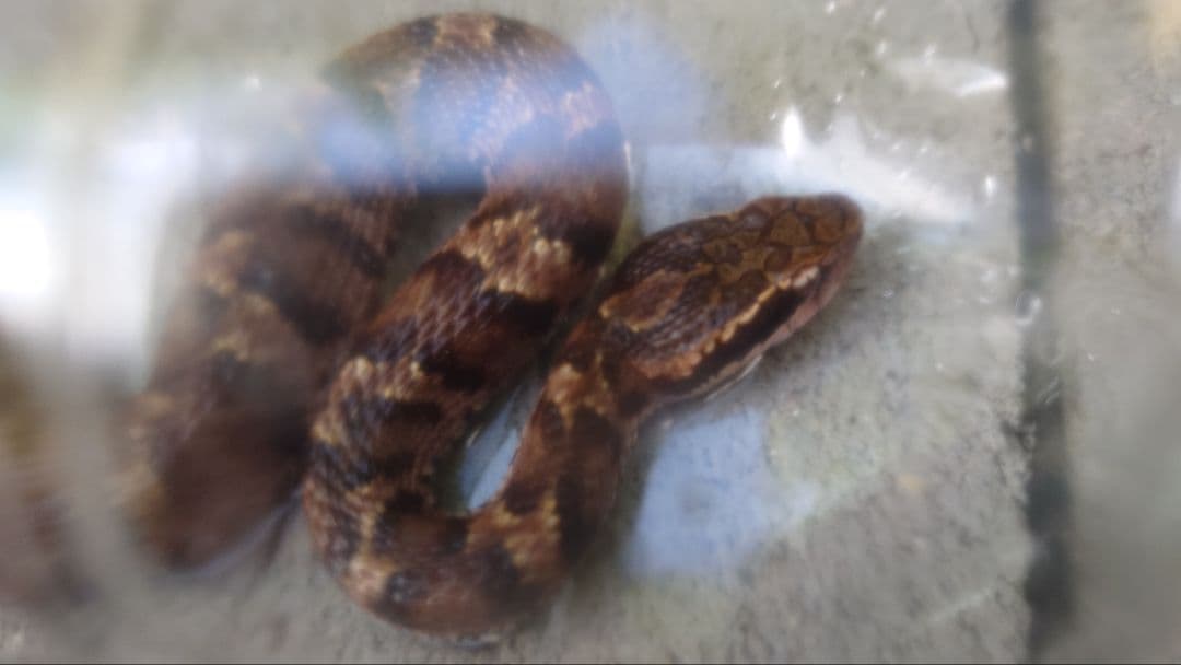 マムシ酒（岐阜県産）