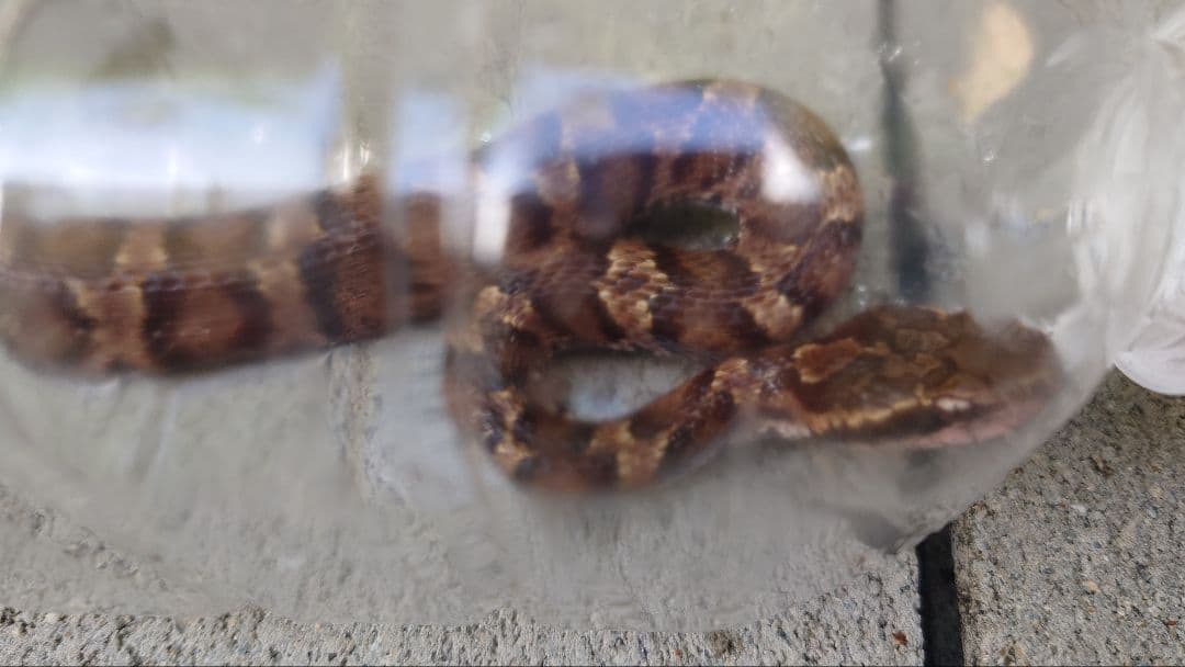 マムシ酒（岐阜県産）