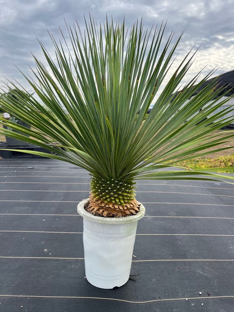 ユッカ　ロストラータ　極太幹　幹上がり　⑩