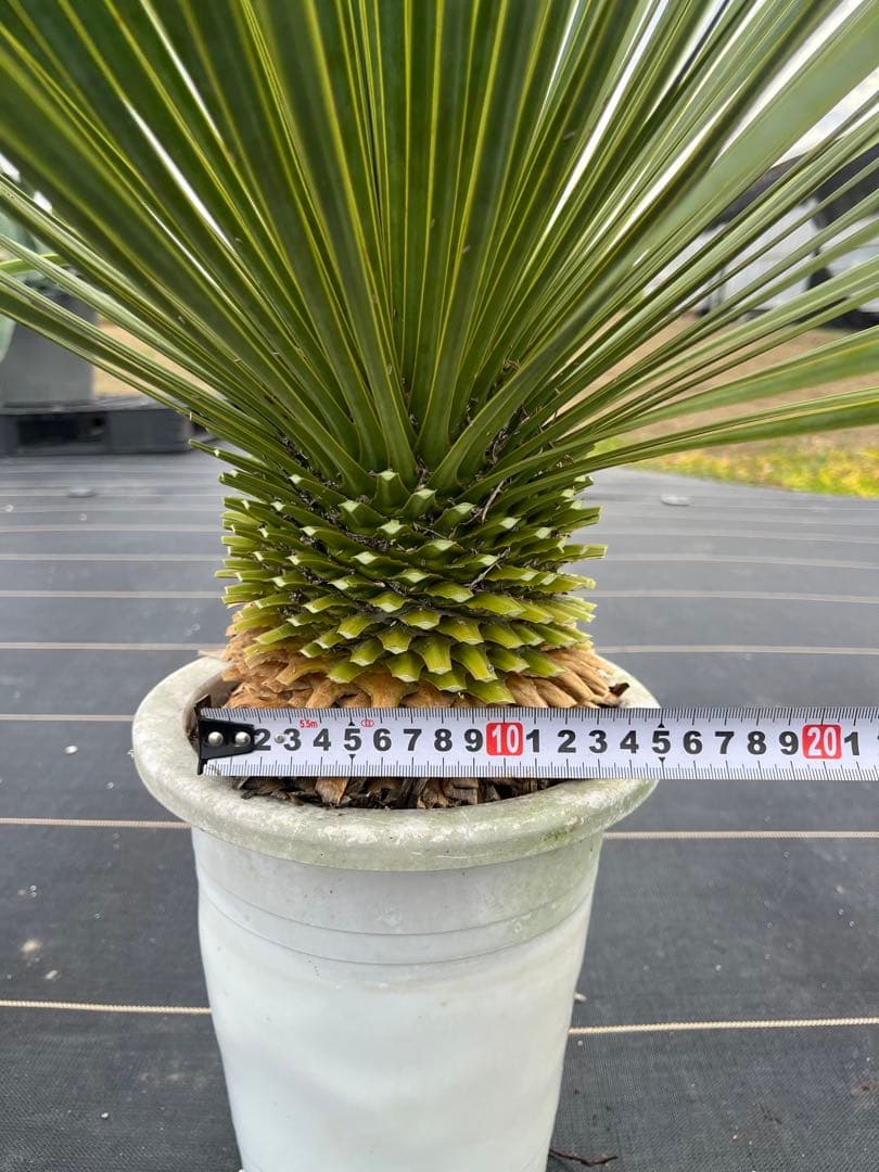 ユッカ　ロストラータ　極太幹　幹上がり　⑩