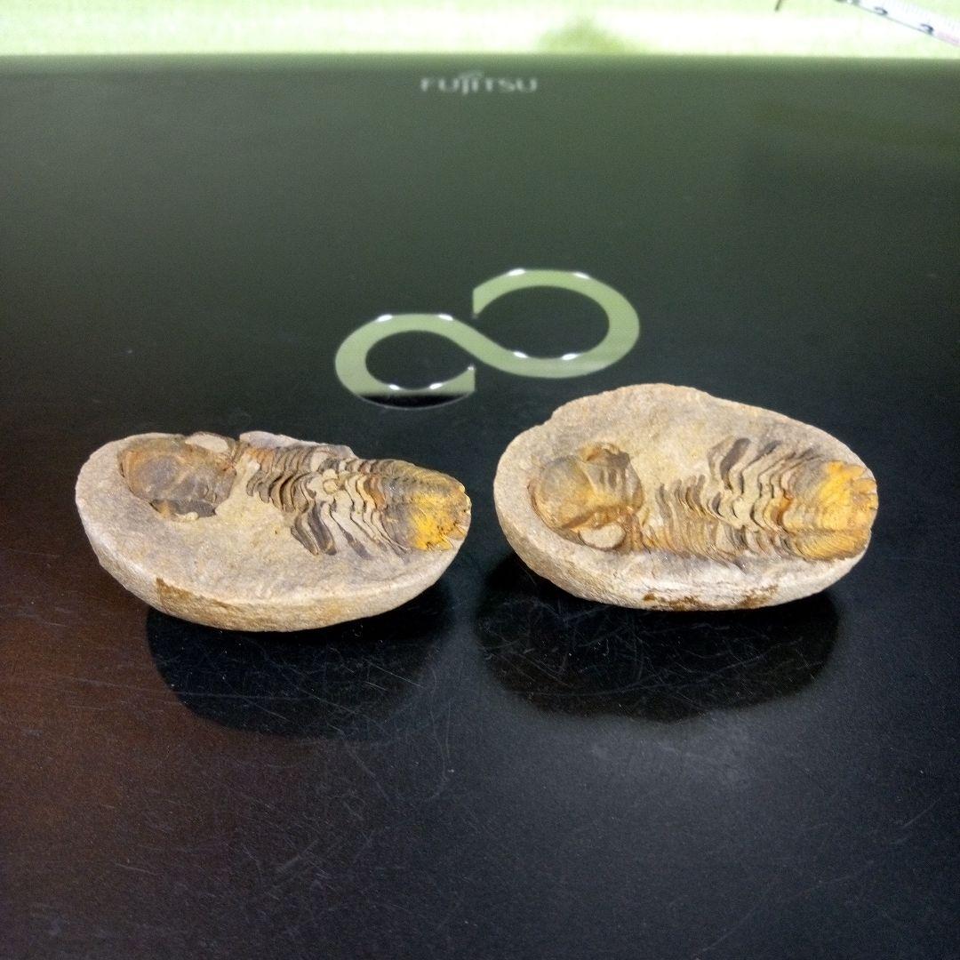 三葉虫　化石　fossil　ボリビア産　trilobite　ノジュール管理⑤