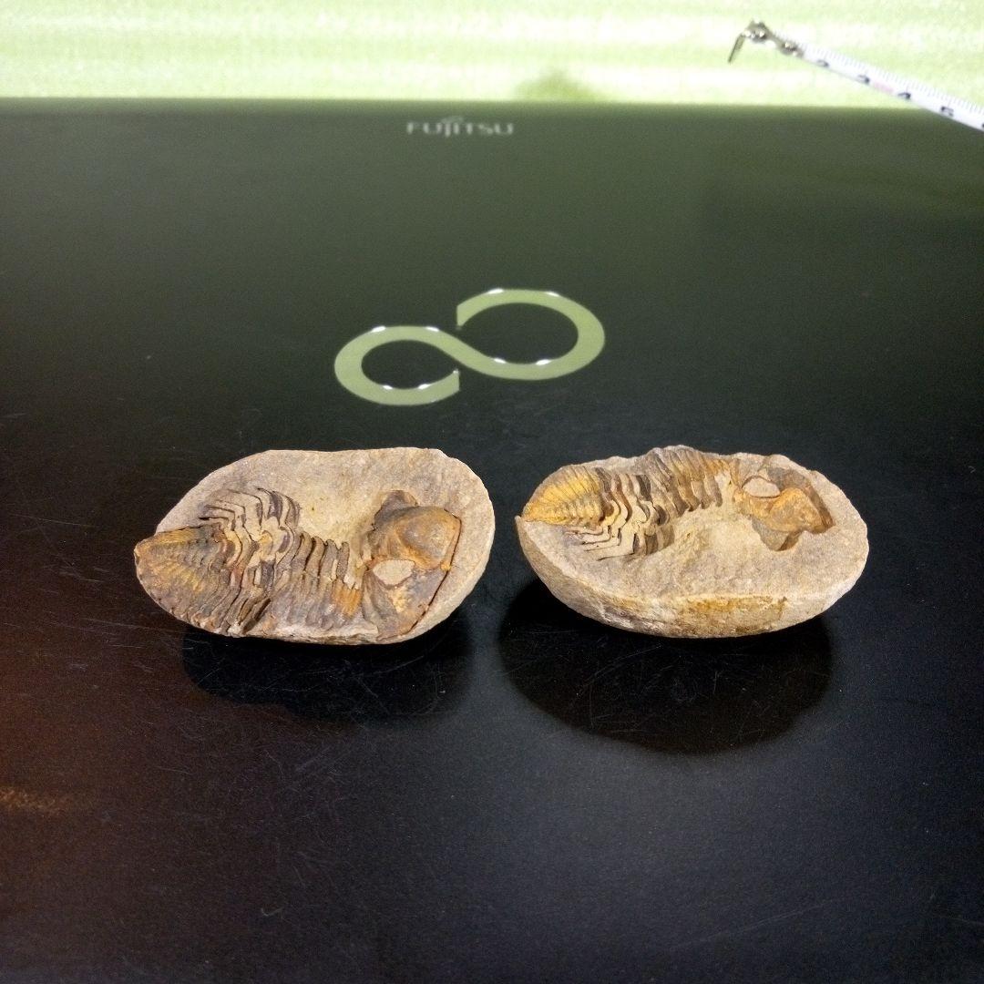 三葉虫　化石　fossil　ボリビア産　trilobite　ノジュール管理⑤