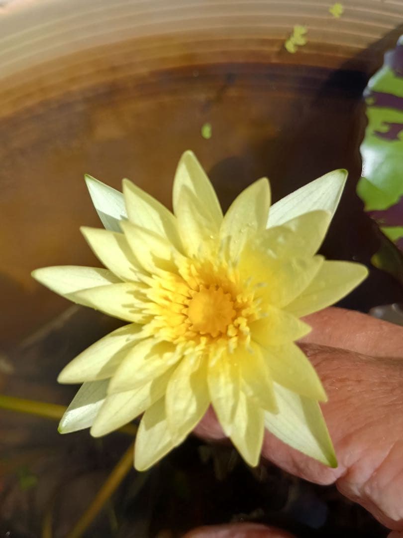 熱帯睡蓮　Pradhyota バルブ苗　写真は後ほど追加