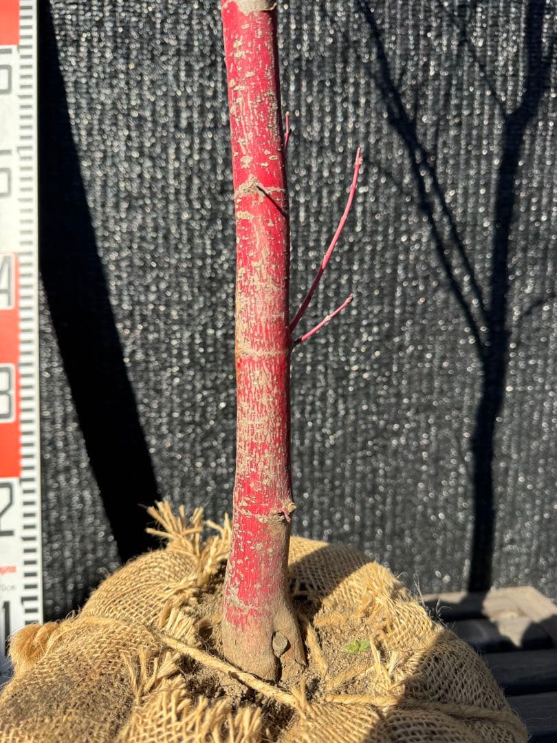 モミジ　サンゴカク　【品番3521】