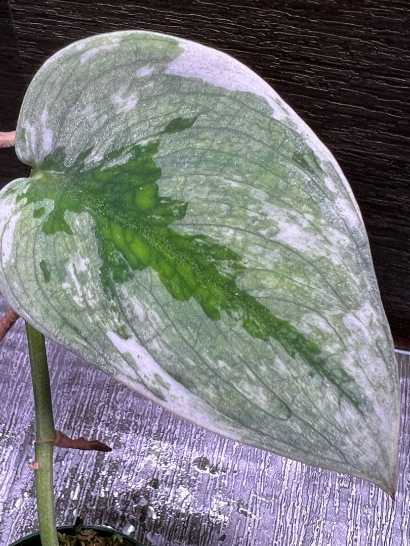 Rie❗️スキンダプサス　シルバーナイト　クンゾー