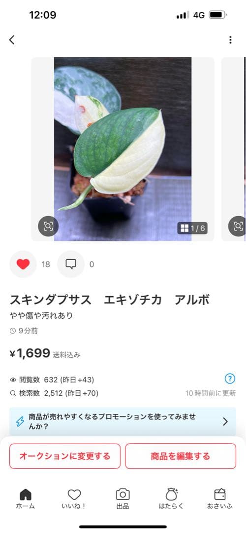 Rie❗️スキンダプサス　シルバーナイト　クンゾー