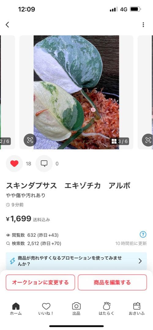 Rie❗️スキンダプサス　シルバーナイト　クンゾー