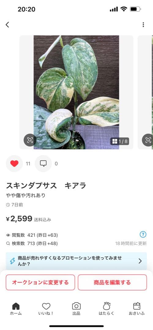 Rie❗️スキンダプサス　シルバーナイト　クンゾー