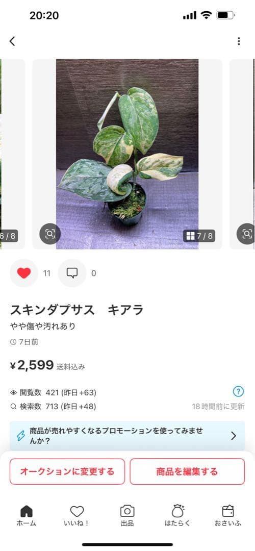 Rie❗️スキンダプサス　シルバーナイト　クンゾー