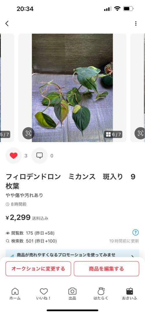 Rie❗️スキンダプサス　シルバーナイト　クンゾー