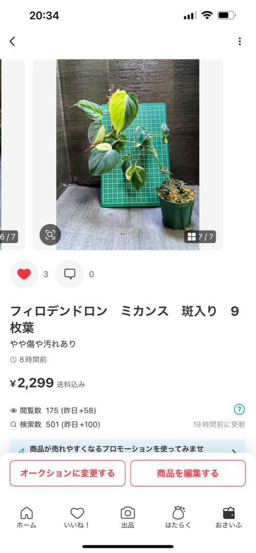 Rie❗️スキンダプサス　シルバーナイト　クンゾー