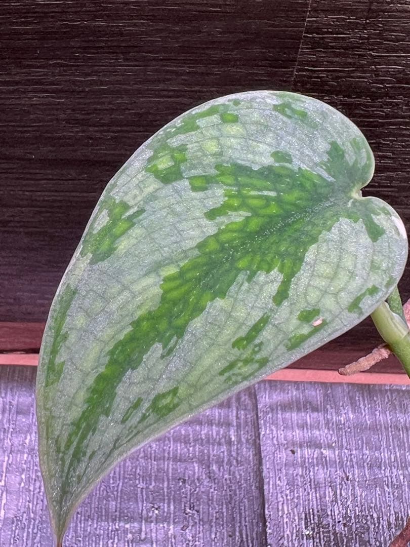 Rie❗️スキンダプサス　シルバーナイト　クンゾー