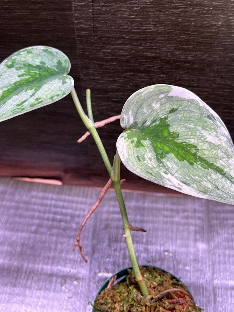 Rie❗️スキンダプサス　シルバーナイト　クンゾー