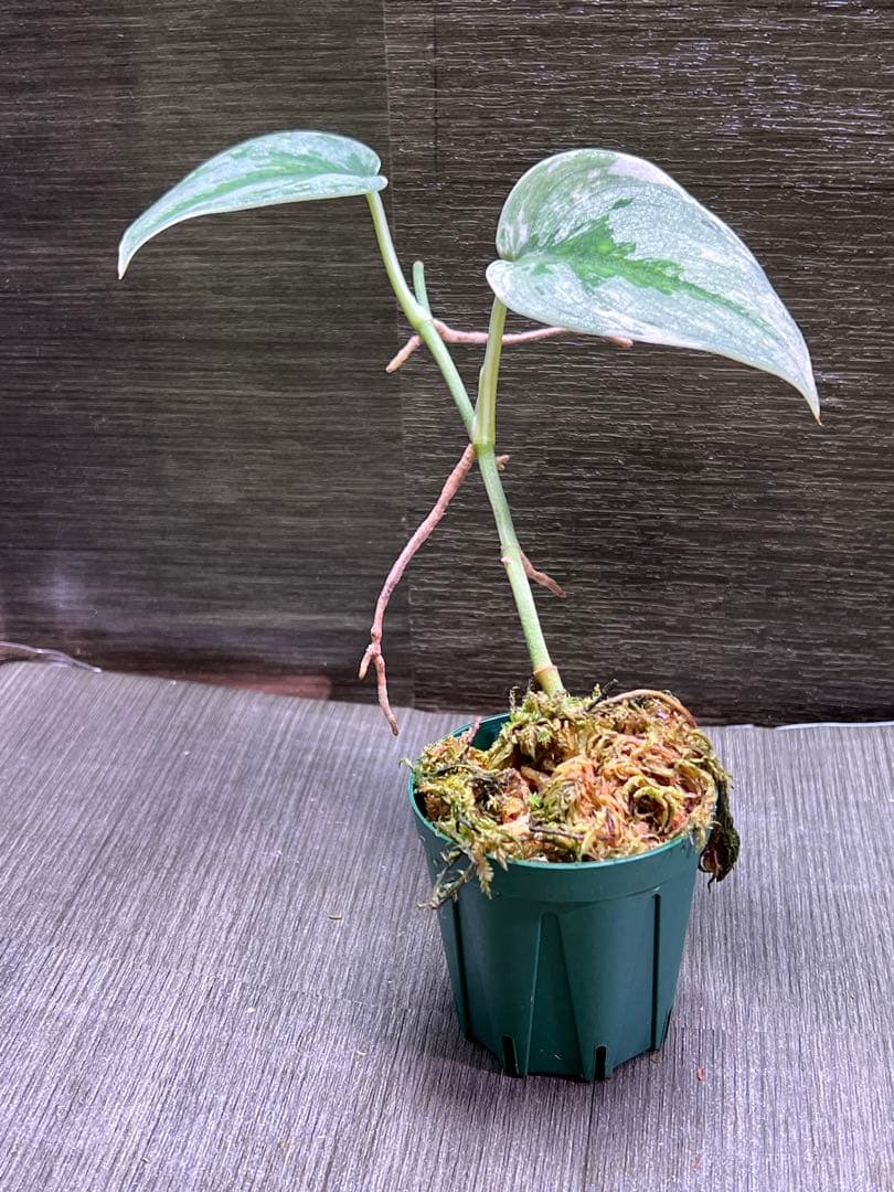 Rie❗️スキンダプサス　シルバーナイト　クンゾー