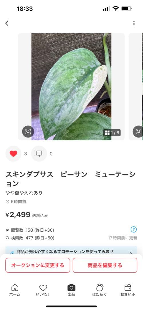 Rie❗️スキンダプサス　シルバーナイト　クンゾー