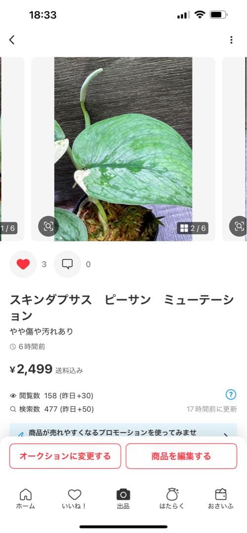 Rie❗️スキンダプサス　シルバーナイト　クンゾー