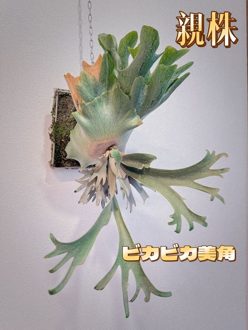 D*O様 ビカクシダP. Aegis OC P. YM x AR ドワーフ特選