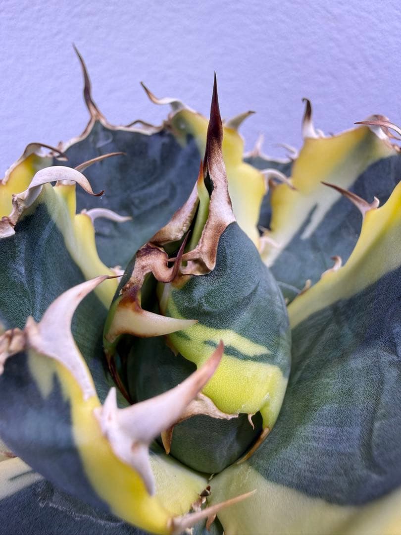 アガベ白鯨　2種セット