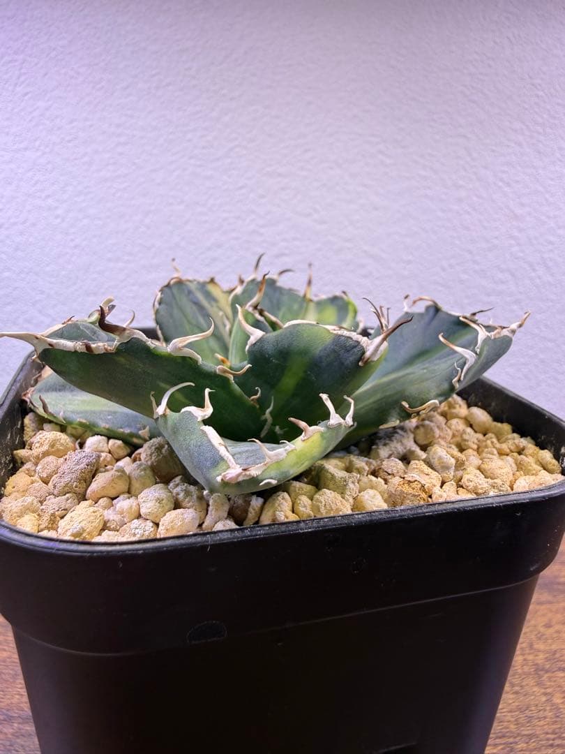 アガベ白鯨　2種セット