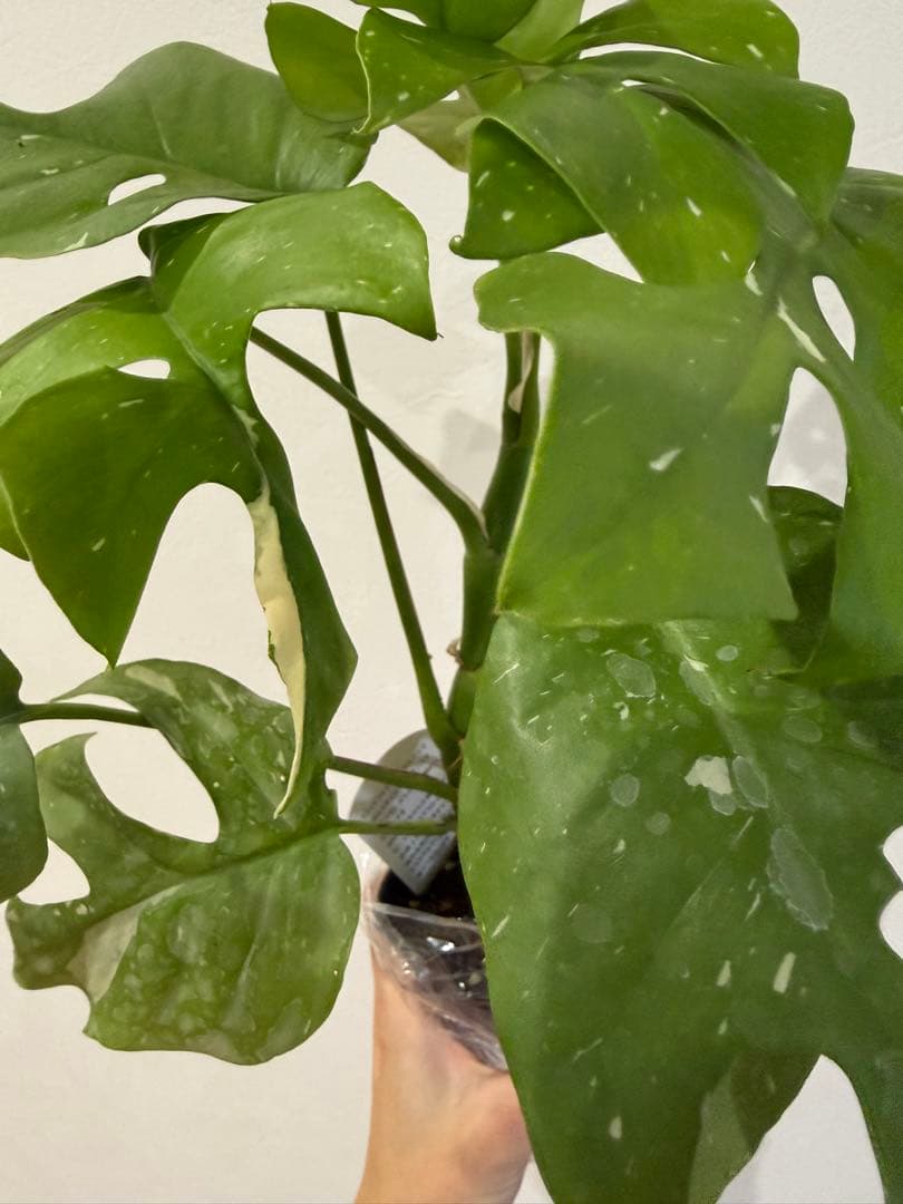 ヒメモンステラ　斑入り