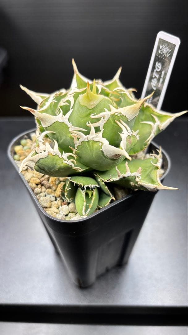 アガベ 台湾No name D.I.W 検)Ivory wa,大白鯊