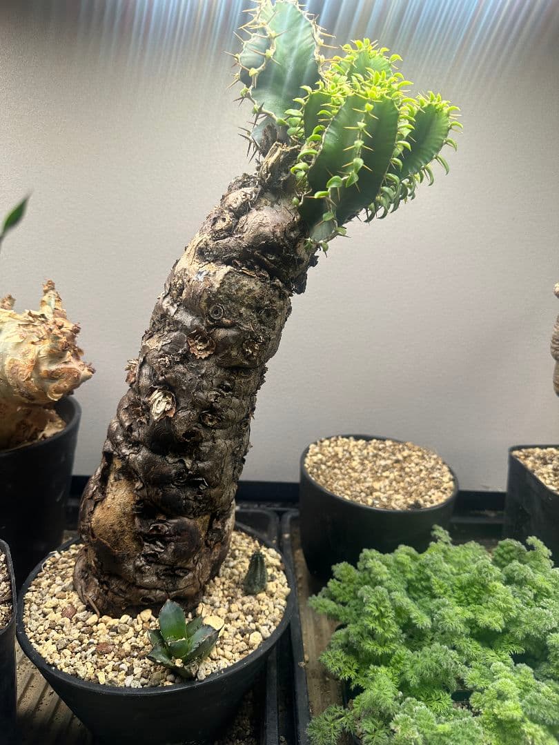 【ユーフォルビア_ムランジーナ】現地球 発根済 40㎝以上特大サイズ