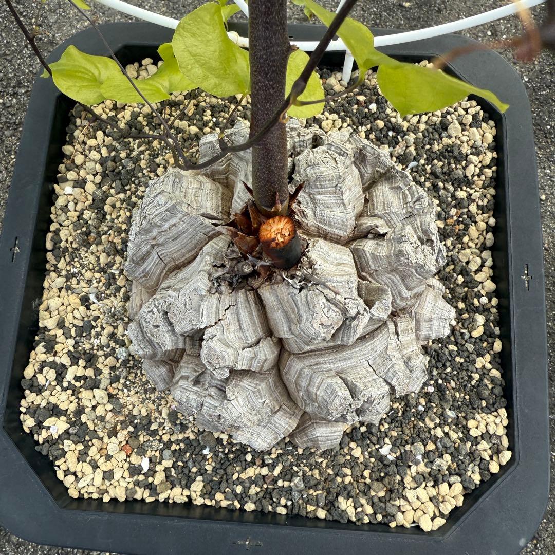 亀甲竜 完璧美株 16cmぐらい 鉢そのまま発送