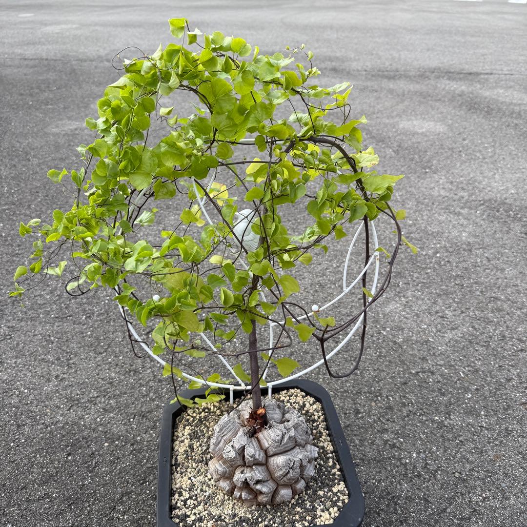 亀甲竜 完璧美株 16cmぐらい 鉢そのまま発送