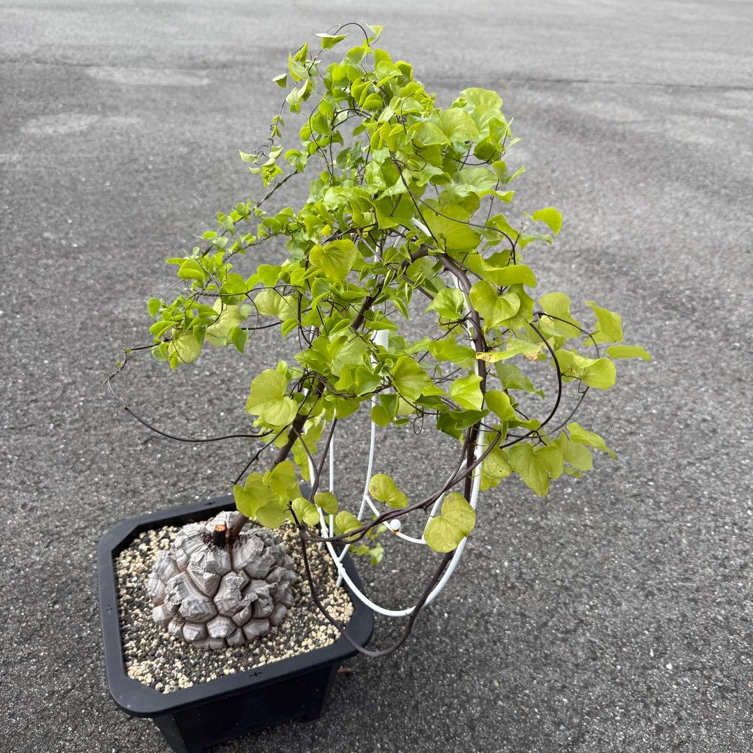 亀甲竜 完璧美株 16cmぐらい 鉢そのまま発送