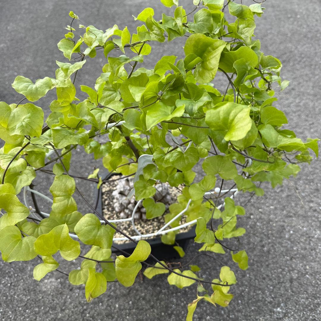 亀甲竜 完璧美株 16cmぐらい 鉢そのまま発送