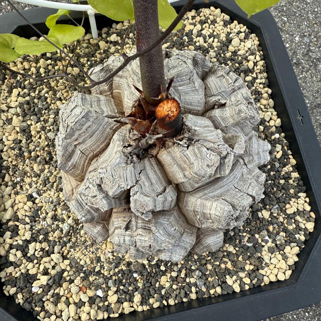 亀甲竜 完璧美株 16cmぐらい 鉢そのまま発送