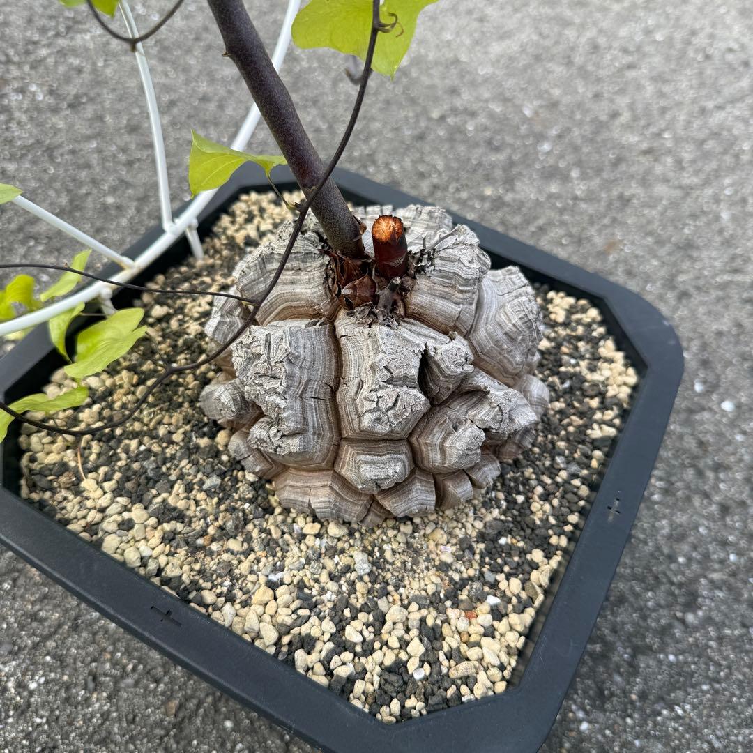 亀甲竜 完璧美株 16cmぐらい 鉢そのまま発送