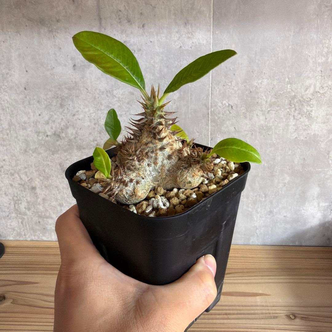 パキポディウムウィンゾリー 国内実生株