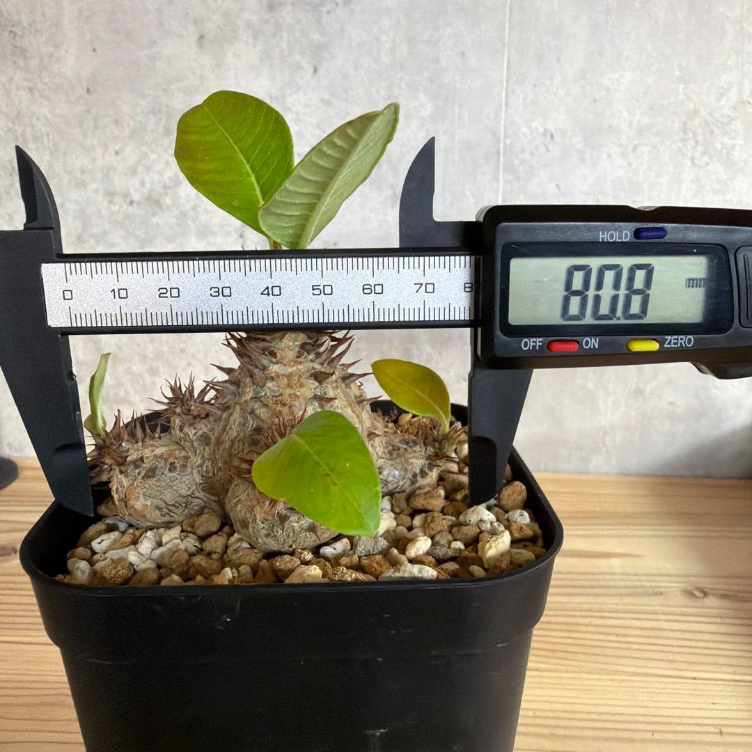 パキポディウムウィンゾリー 国内実生株