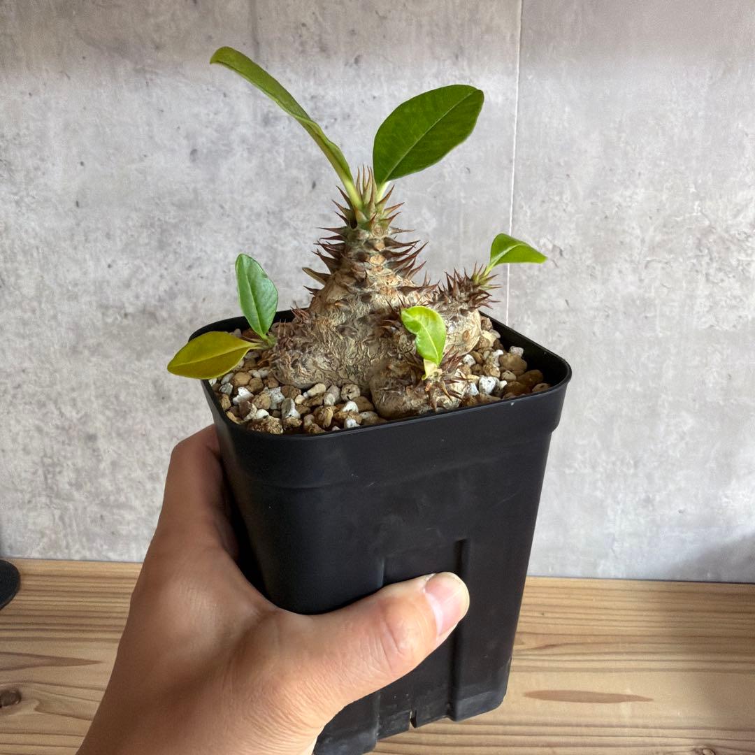 パキポディウムウィンゾリー 国内実生株