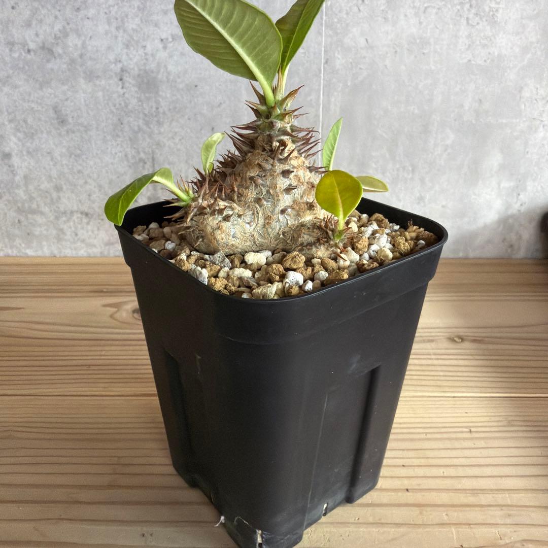 パキポディウムウィンゾリー 国内実生株