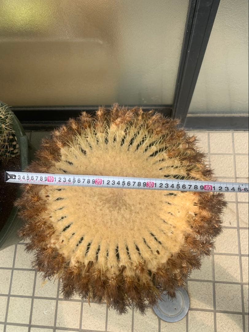 サボテン　金鯱　　引取限定