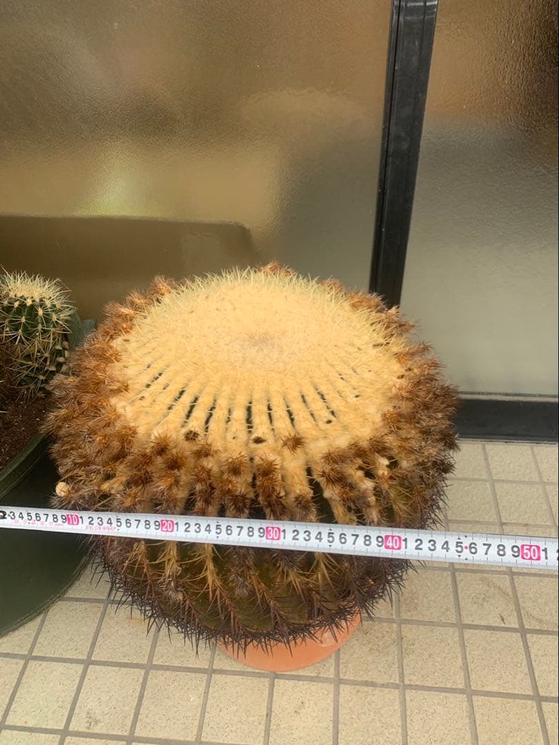 サボテン　金鯱　　引取限定