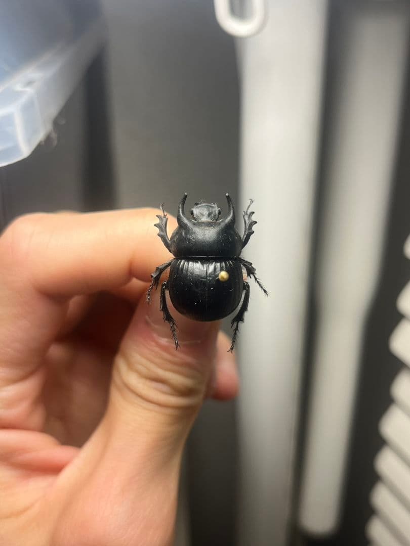 【21mm】Taurocerastes patagonicusセンチコガネフンコ