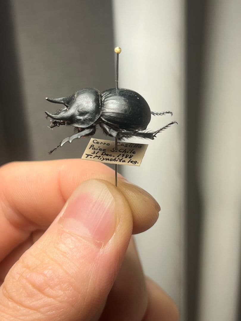 【21mm】Taurocerastes patagonicusセンチコガネフンコ