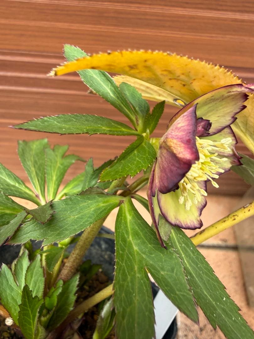 【未株分】大木ナーセリー クリスマスローズ ムルチ系オーレア交配sd