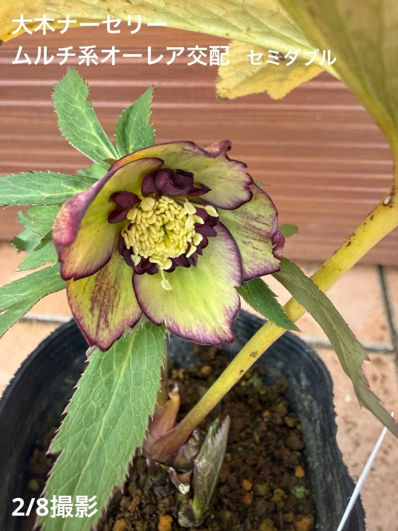 【未株分】大木ナーセリー クリスマスローズ ムルチ系オーレア交配sd