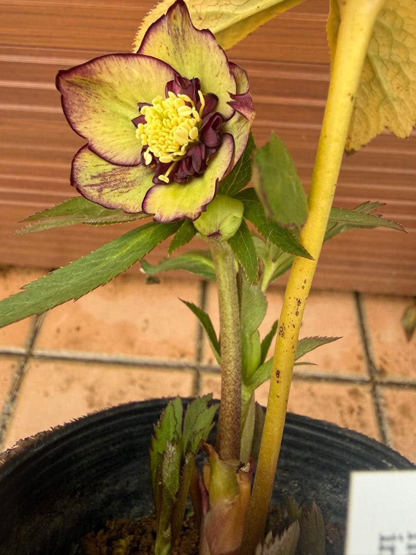 【未株分】大木ナーセリー クリスマスローズ ムルチ系オーレア交配sd