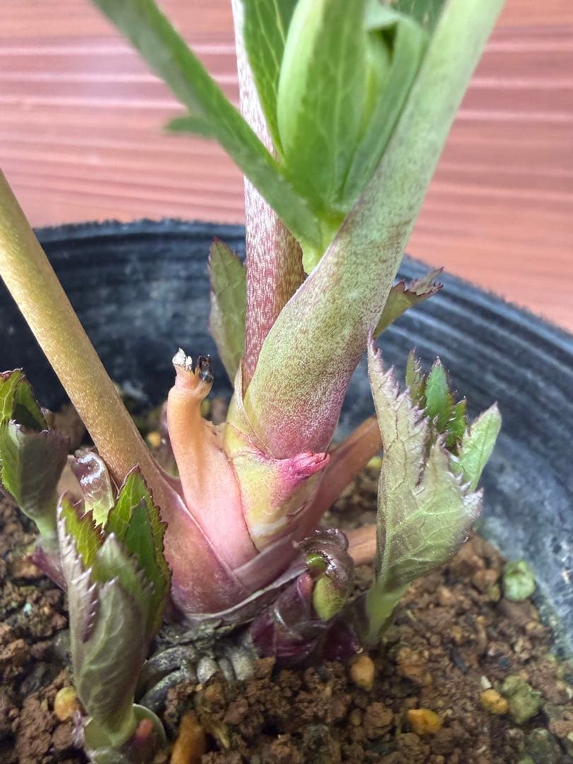 【未株分】大木ナーセリー クリスマスローズ ムルチ系オーレア交配sd