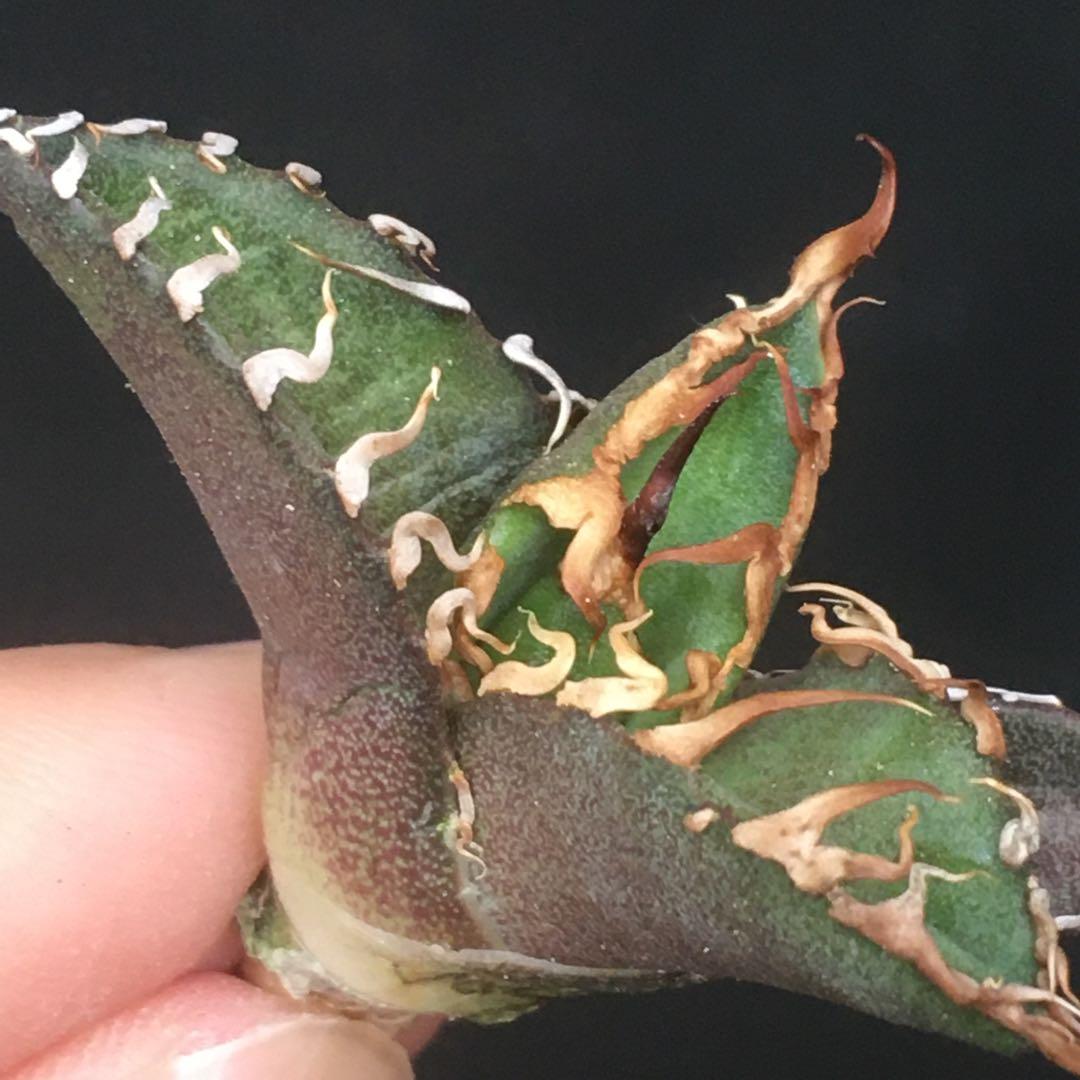 【高騰品種】71 シーザー×レッドキャットウィーズル hyb極上強棘陽炎アガベ